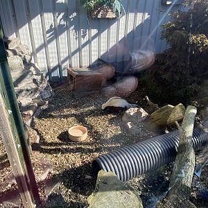 Striped skunk enclosure 020325