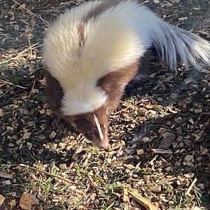Striped skunk 020325