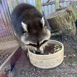 Northern raccoon 020325