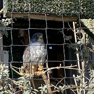 Red-footed falcon 020325