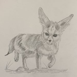 Fennec Fox