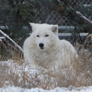 Sijja (Arctic wolf)