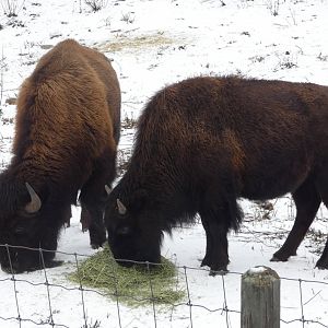 Bruno and Belle (American bison)