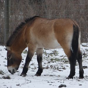 Napoleon (Przewalski's horse)