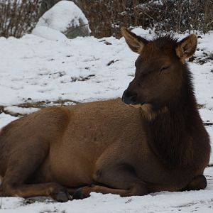 American elk