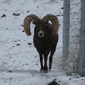 Robson (Rocky Mountain bighorn sheep)