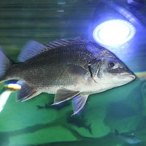 Silver Grunter (Mesopristes argenteus)