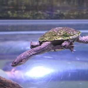 Cann's Snake-necked Turtle (Chelodina canni)