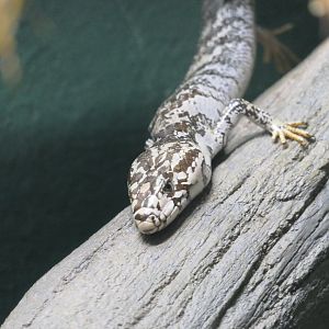 Pink-tongued Skink (Cyclodomorphus gerrardii)