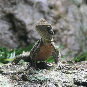 Australian Water Dragon (Intellagama lesueurii)