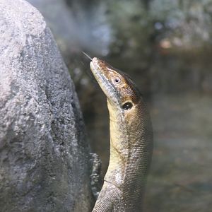 Merten's Water Monitor (Varanus mertensi)