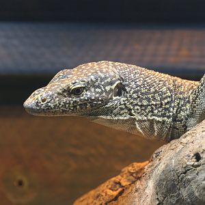 Australian Mangrove Monitor (Varanus chlorostigma)