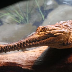 Freshwater Crocodile (Crocodylus johnstoni)