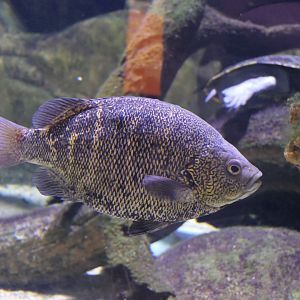 Coal Grunter (Hephaestus carbo)