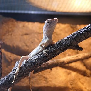 Northern Two-lined Dragon (Diporiphora bilineata)