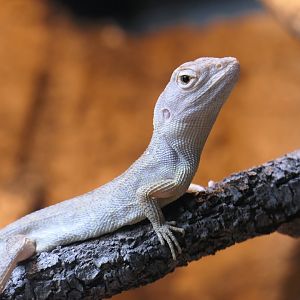 Northern Two-lined Dragon (Diporiphora bilineata)