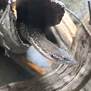 Spotted Tree Monitor (Varanus scalaris)