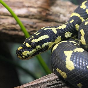 Jungle Carpet Python (Morelia spilota cheynei)