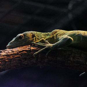 Emerald Tree Monitor (Varanus prasinus)