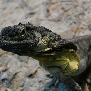 Frilled Lizard (Chlamydosaurus kingii)