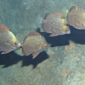 Spotted Scat juveniles (Scatophargus argus)