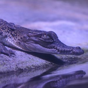 Saltwater Crocodile hatchling (Crocodylus porosus)