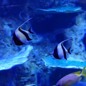 Moorish Idol (Zanclus cornutus)