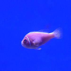 Pink Skunk Anemonefish (Amphiprion perideraion)
