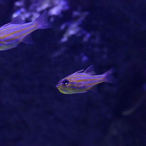 Yellowstriped Cardinalfish (Ostorhinchus chrysotaenia)