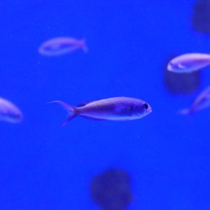 Fusilier Damsel (Lepidozygus tapeinosoma)