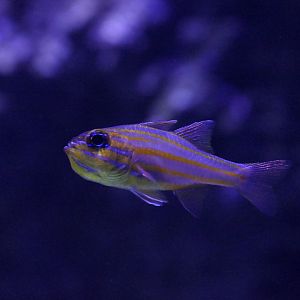 Yellowlined Cardinalfish (Ostorhinchus chrysotaenia)