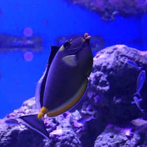 Pacific Orangespine Unicornfish (Naso lituratus)