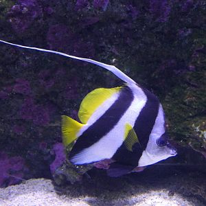 Longfin Bannerfish (Heniochus acuminatus)