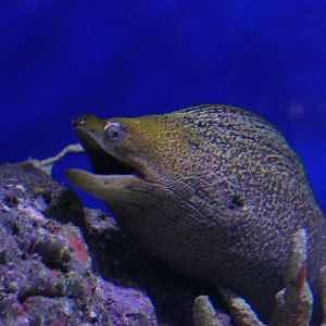 Undulate Moray (Gymnothorax undulatus)
