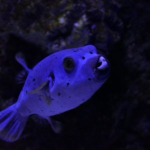 Blackspotted Puffer (Arothron nigricans)