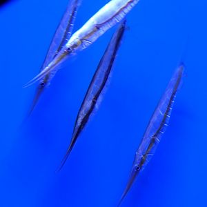 Grooved Razorfish (Centriscus scutatus) and Jointed Razorfish (Aeoliscus strigatus)