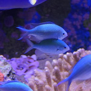 Blackaxil Chromis (Chromis atripectoralis)