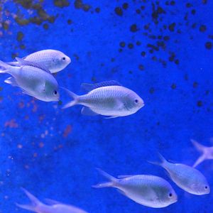 Blackaxil Chromis (Chromis atripectoralis)