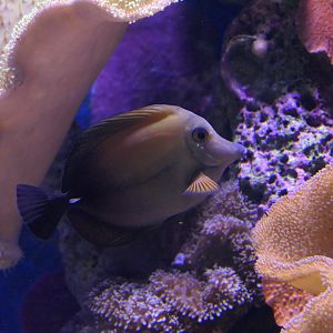 Scopas Tang (Zebrasoma scopas)