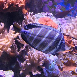 Pacific Sailfin Tang (Zebrasoma velifer)