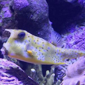 Longhorn Cowfish (Lactoria cornuta)