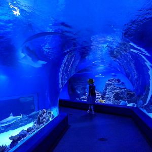 Oceanarium tunnel