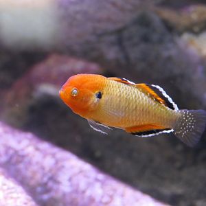 Empire Gudgeon (Hypseleotris compressa)