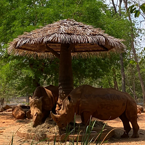 Southern white rhino