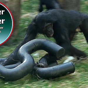 Fences Can’t Keep Bonobos Apart—True Love Wins!❣️