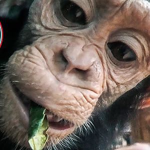 Chimpanzee Baby Curiosity And Noisy Trampoline Moment