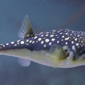 Evileye pufferfish