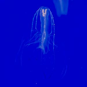 Comb jelly