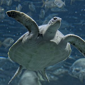Green turtle at feeding time