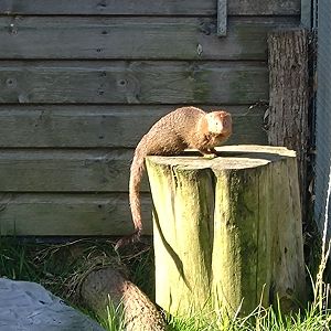 Slender Mongoose 2/3/2025